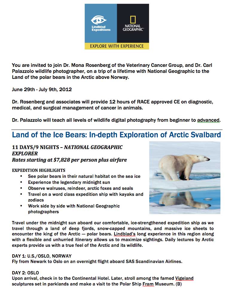 Polar bear 1