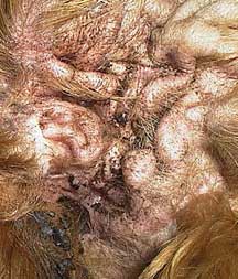 canine otitis externa