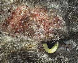 dermatitis in cats