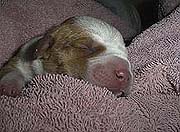 Pup