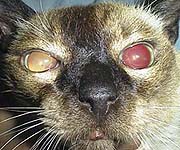 Cat with dilated pupils because it is blinds