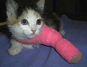 Kitten