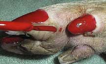 Nails