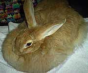 Rabbit