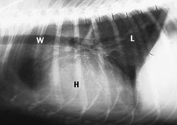 Normal dog chest X-ray