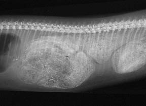 Radiograph of a snake impacted with feces