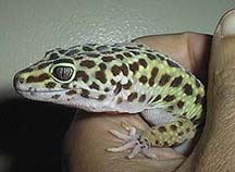 Gecko