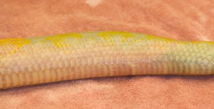 Subtle bulge in snakes coelomic cavity (abdomen)