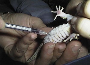 Taking a blood sample from the tail vein