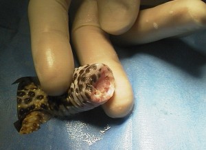 Open end of the tail showing only healthy tissue