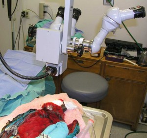 Patient anesthetized and in the surgery suite