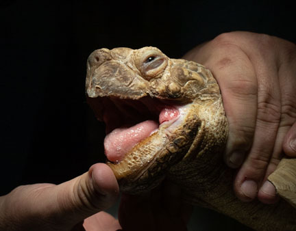 Opening the mouth of a tortoise during an exam