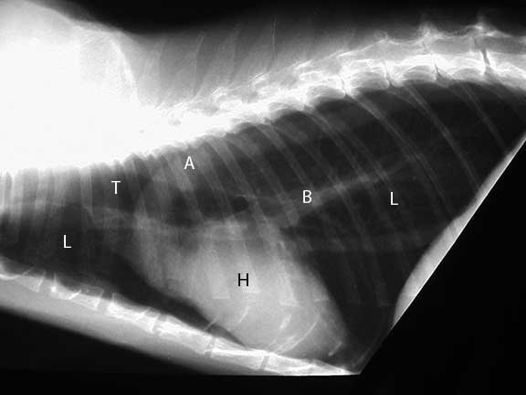 Normal Cat Chest Xray Labeled