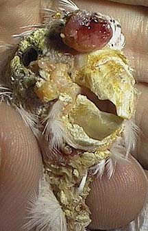Head of a bird distorted by this mite