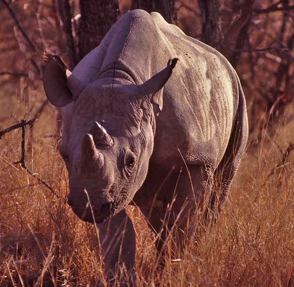 Black Rhino Calf