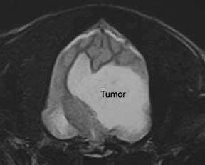 Dog MRI showing a brain tumor
