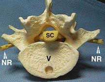 Plastic model of the vertebrae showing spinal cord