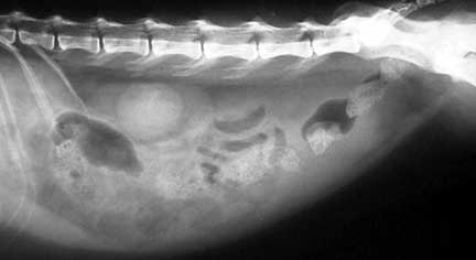 X-ray of an abdomen with a small amount of fluid