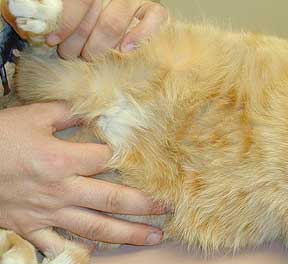 Lymph Node Disease in Animals | Long Beach Animal Hospital