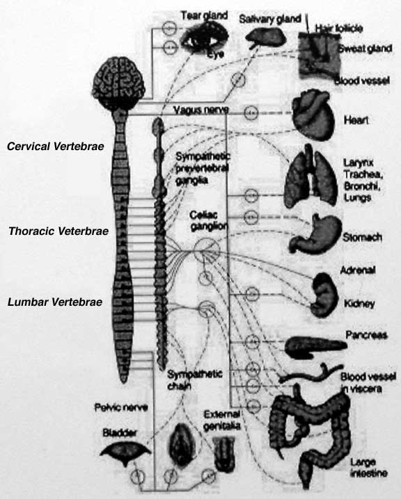 Diagram of the autonomic nervous system