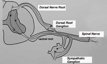 Diagram of dorsal root ganglia