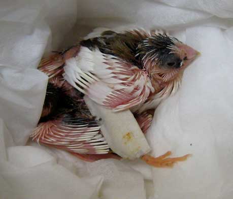 Baby Finch