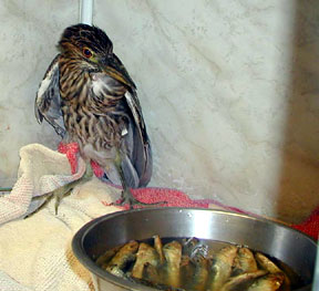 Heron looking at fish
