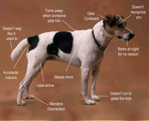 Photo of dog showing typical CDS symptoms