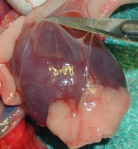 Picture Of A Ferret's Heart