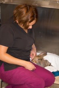 Nurse petting rabbit in cage