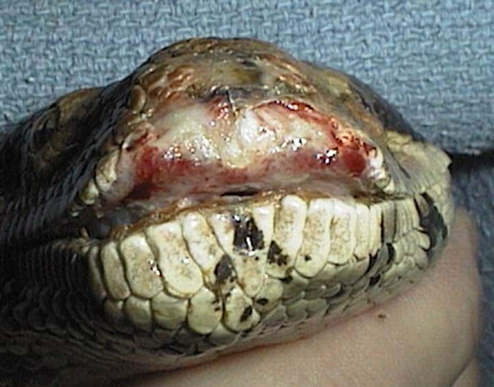 Snake with infected rostrum