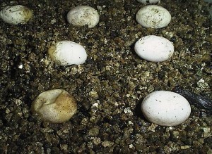7 eggs laying on vermiculite