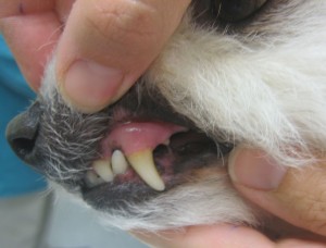 Normal pink gums in a dog