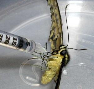 wildlife-butterflywing3