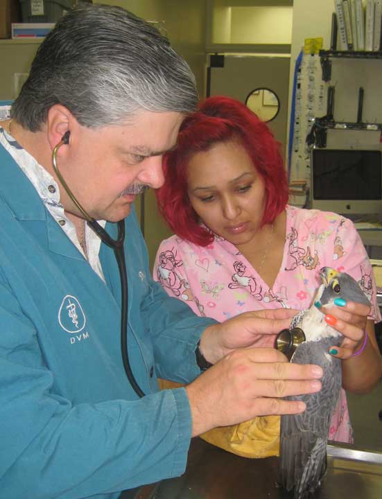Dr. R examining a peregrine falcon from our Wildlife Care Program