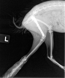 Post operative lateral radiograph