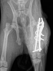 Post operative ventro dorsal (VD) radiograph