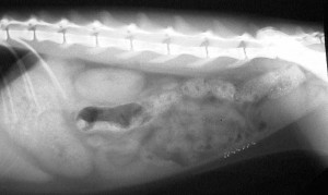X-Ray of a normal cat abdomen