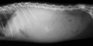  Abdominal Xray Of A Cat With Fluid In Abdomen