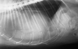 Xray Of A Cat With What Looks Like Cardiomegaly