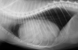 X-Ray of a cat with a diaphragmatic hernia