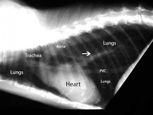 X-Ray of a normal cat chest