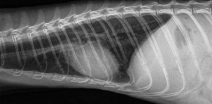 Ferret Chest X-ray Lateral View