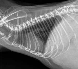 Guinea Pig Chest X-ray Lateral View