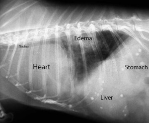X-Rya of dog in heart failure with fluid in lungs