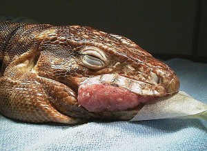 Tegu head with large red mass growing from the right side of the mouth