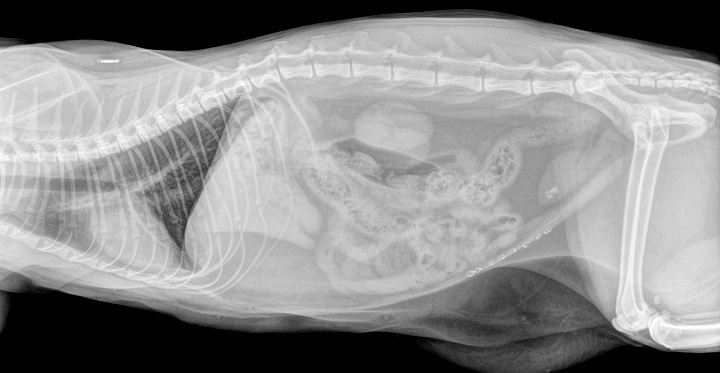 Abdomen; cat. Abdominal radiographs revealed marked gas distention of