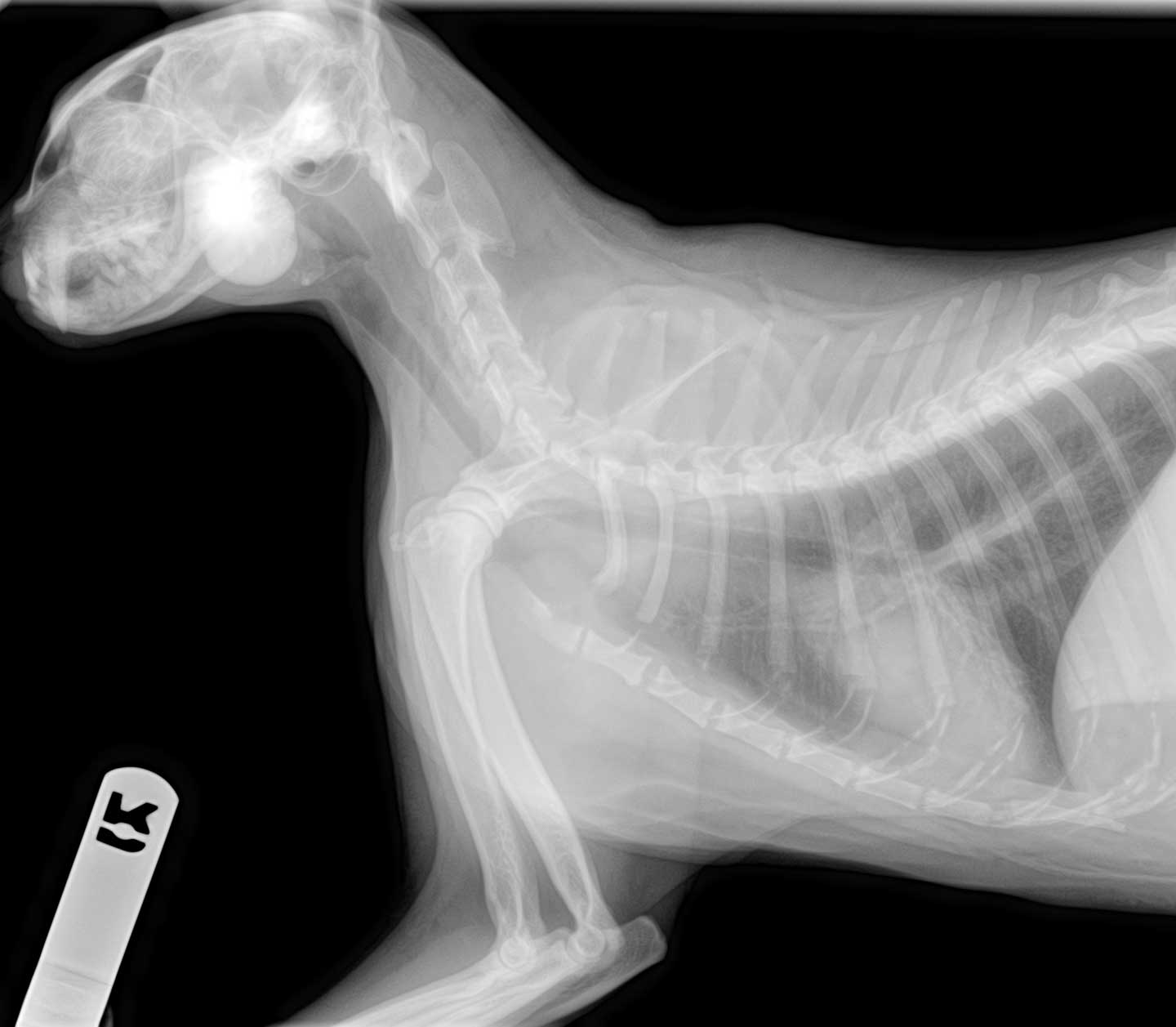 Learn how to interpret cat radiographs (xrays). Long Beach Animal