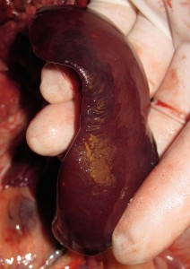 A normal spleen in a  small dog