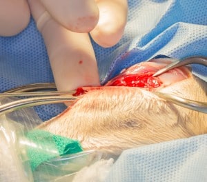 Inserting a pin into the bone